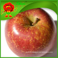 Golden Apple factory supply best quality low price apple